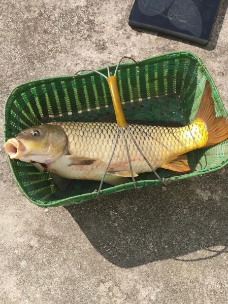 新疆大头鱼(钓到它放生还是吃)
