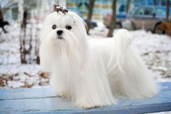新西兰马耳他狗(真的是马耳他犬吗)