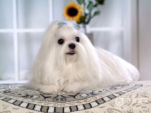 新西兰马耳他狗(真的是马耳他犬吗)