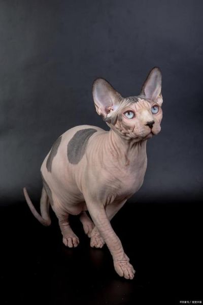 无毛猫( 它为什么这么不受欢迎)