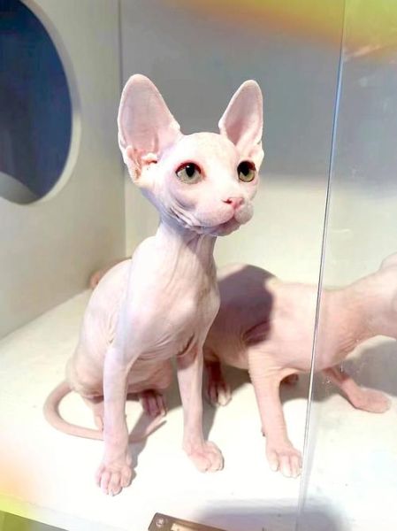 无猫毛价格( 价格到底多少合适)