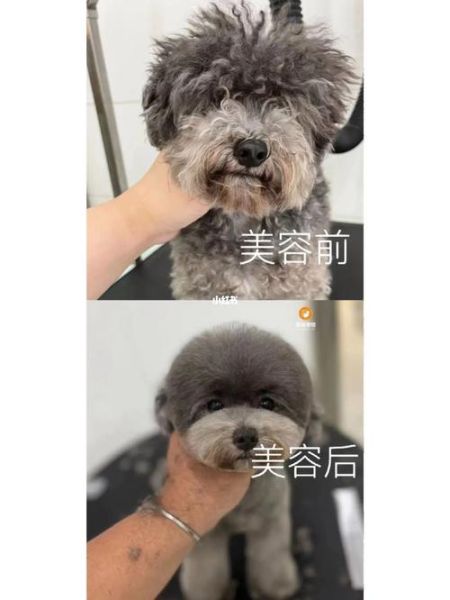 无锡宠物美容培训(无锡到底哪家学校好)