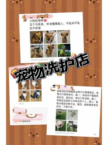 无锡宠物领养(靠谱的领养渠道有哪些)