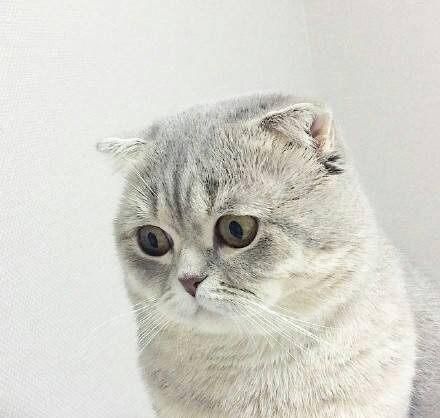 日本截尾猫( 它在日本真的有那么受欢迎吗)