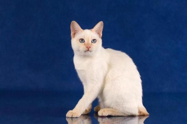 日本截尾猫( 它在日本真的有那么受欢迎吗)