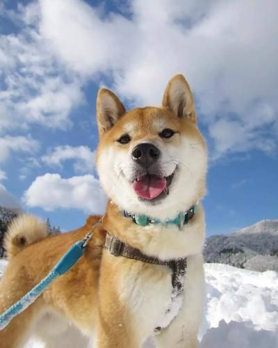 日本柴犬(你需要知道这些事)
