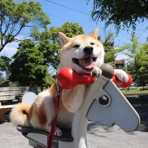 日本柴犬(你需要知道这些事)