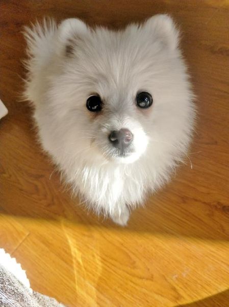 日本狐狸犬(它真的尖嘴吗)