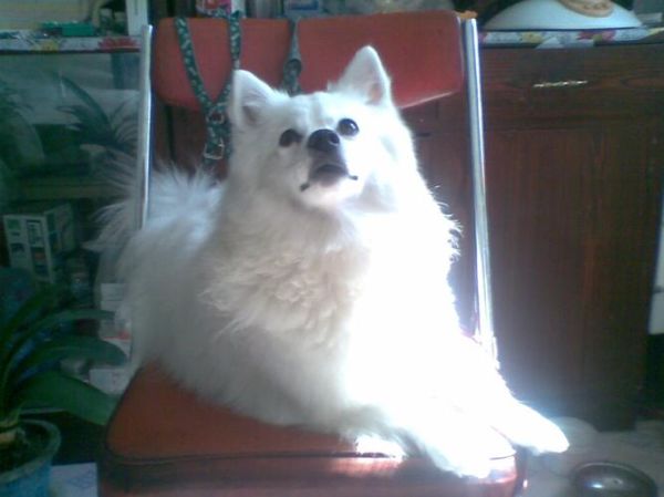 日本狐狸犬(它真的尖嘴吗)