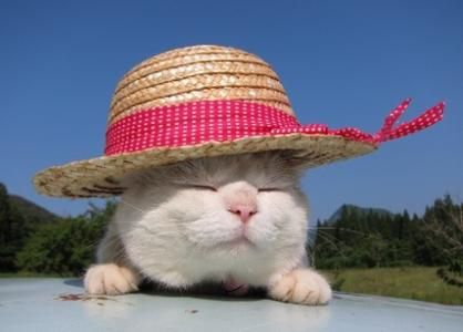 日本田园猫(真的像城市猫一样爱撒娇吗)