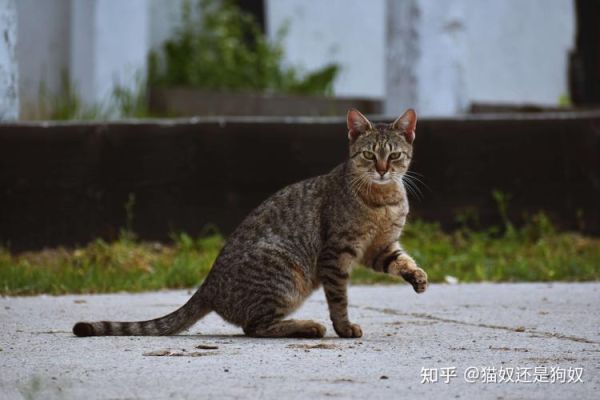 日本田园猫(真的像城市猫一样爱撒娇吗)