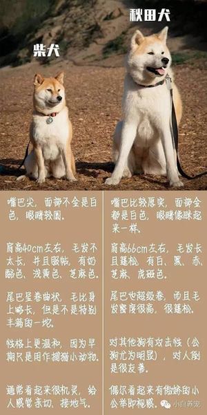 日本秋田(你了解它们的生活习性吗)