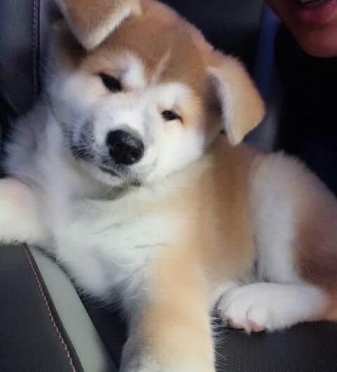 日本秋田犬(真的像忠犬八公一样忠诚吗)