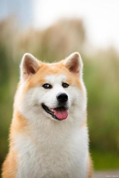 日本秋田犬(真的像忠犬八公一样忠诚吗)