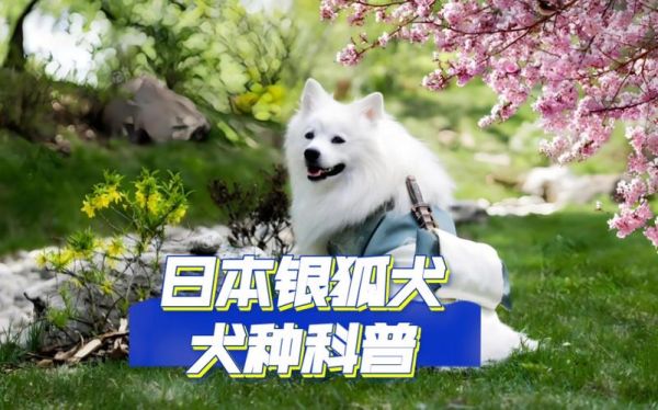日本银狐(为什么它会这么受欢迎)