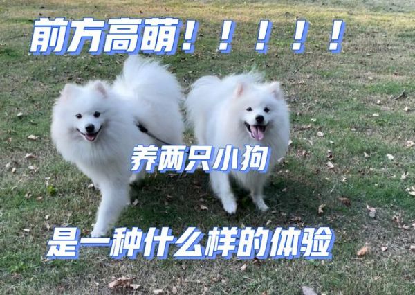 日狗是一种什么样的体验(为什么那么多人都在说)