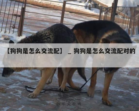 日狗是一种什么样的体验(为什么那么多人都在说)