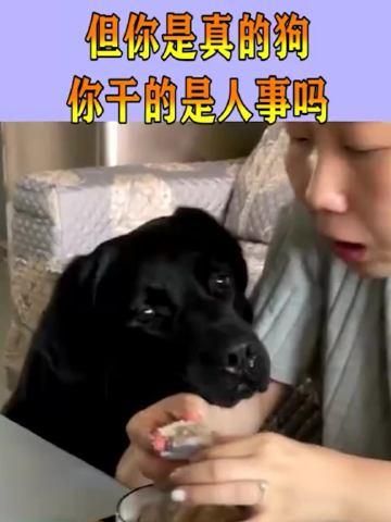日狗是一种怎样的体验(真的有人会这么做吗)