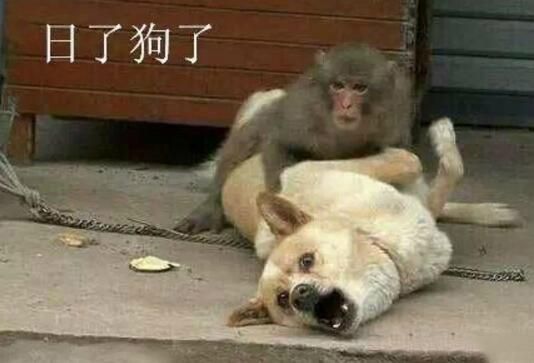 日狗狗的图片大全(总有一款适合你)