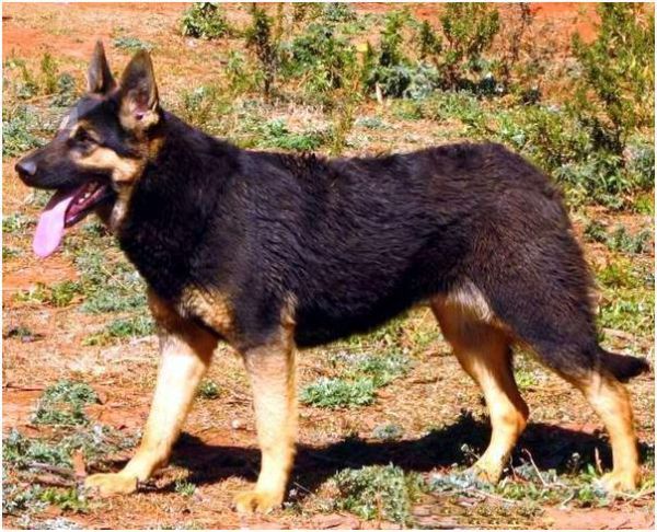 昆明犬(它们的区别在哪)