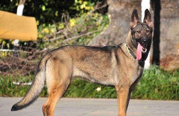 昆明狼犬(它为什么这么受欢迎)