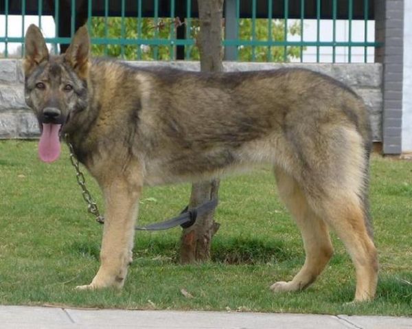 昆明狼犬(它为什么这么受欢迎)