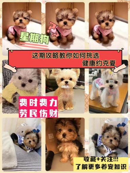 星期狗(到底是什么原因让它命短)