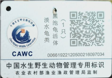 星点龟(那它们还有别的颜色吗)