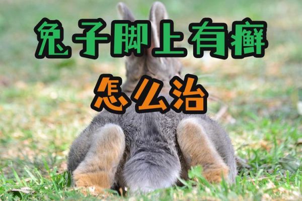 春季兔脚(召唤出来后能干嘛呢)