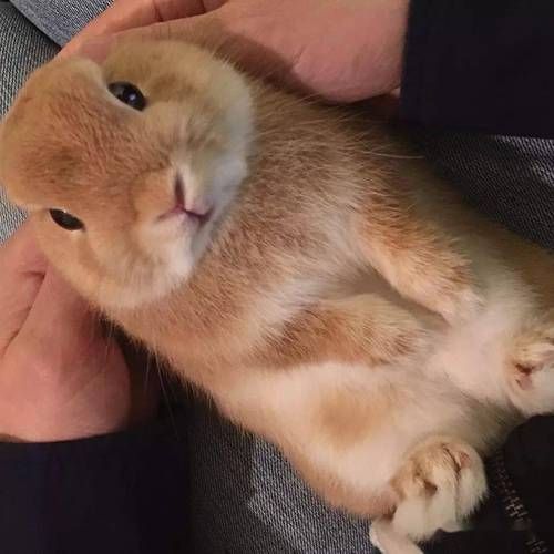 春季兔脚(召唤出来后能干嘛呢)