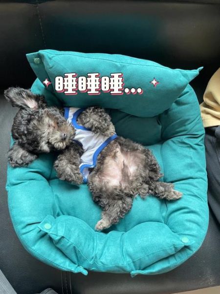 昨晚太想要了就和泰迪(你还会和它一起睡吗)