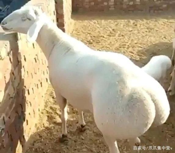 是羊大一点还是狗大一点( 是不是有比狗还大的羊)