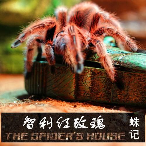 智利红玫瑰(真的适合当宠物吗)
