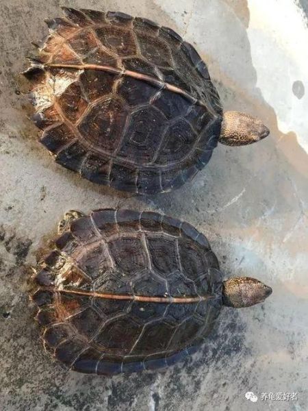 暴毙王(哪些龟种容易暴毙让你头疼)