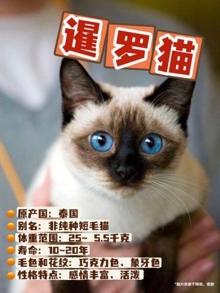 暹罗猫(为什么它被叫做挖煤猫)