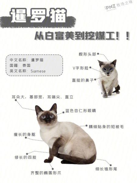 暹罗猫价格(血统好的要多少)