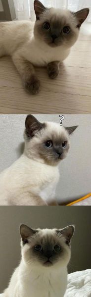暹罗猫性格( 它们真的会像小孩一样哭吗)