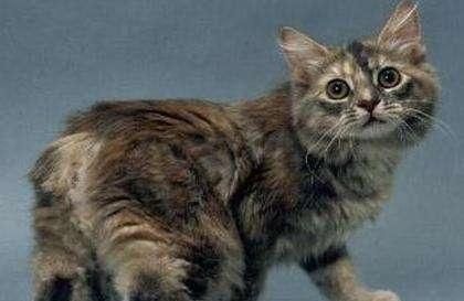 曼克斯猫(它们都是无尾猫吗)