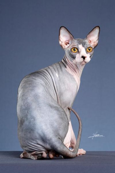 曼克斯猫(它们都是无尾猫吗)