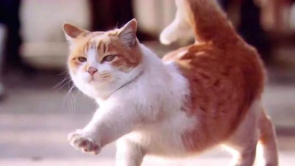 曼基康猫(它走路的样子真的太好笑了)