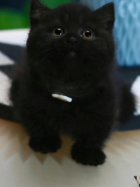 曼基康猫(它走路的样子真的太好笑了)