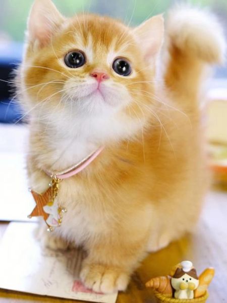 曼赤肯猫( 值得入手吗)