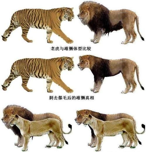 最大的猫科动物(东北虎和非洲狮谁更厉害)