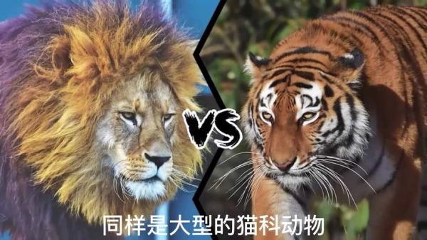 最大的猫科动物(东北虎和非洲狮谁更厉害)