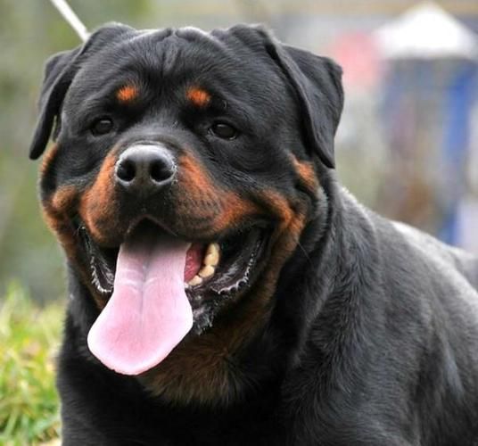 最好的护卫犬(德牧、罗威纳、卡斯罗哪个性格更温顺)