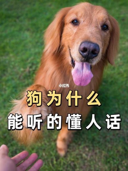 最聪明的狗(它们真的能听懂你说的话吗)