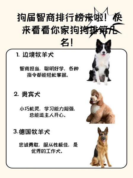 最聪明的狗排名(让你对狗界智商排名一目了然)
