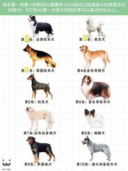 最聪明的狗排名(让你对狗界智商排名一目了然)