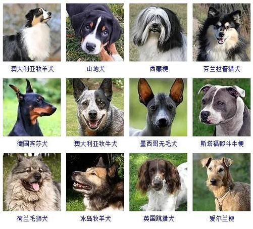 最贵的狗(你就能养好吗)