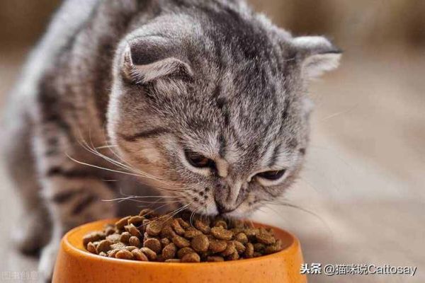 最近猫猫在吃的猫粮(到底适不适合你的猫咪)